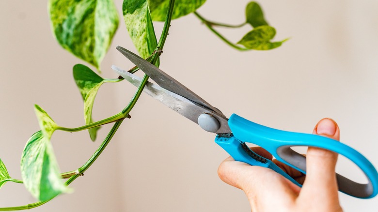 Plant pruning