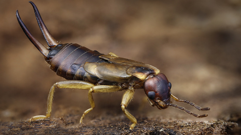 earwig in the dirt