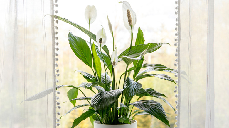 Large peace lily plant next to window.