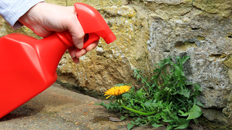 Person applying weed killer 