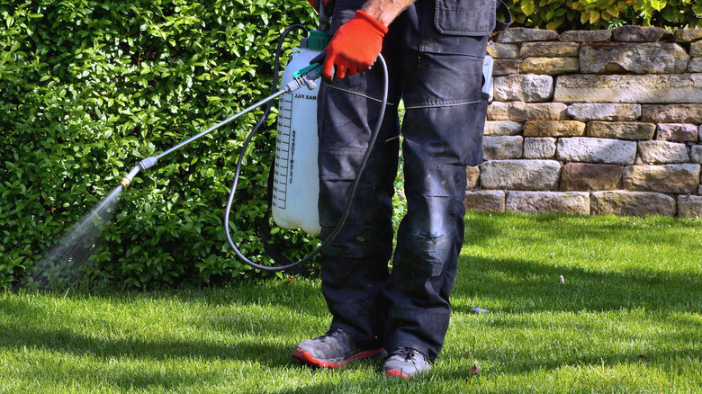 Professional spraying weed killer on lawn