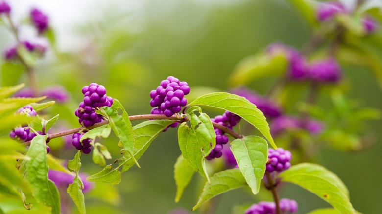 beautyberry shrub