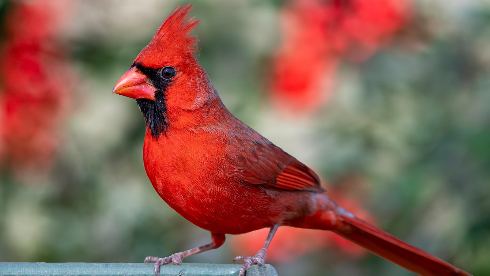 How to Attract Cardinals So You Can Enjoy Their Beauty in Your Yard