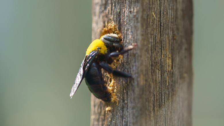 Carpenter bee on wood