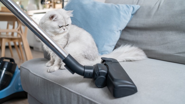 Cat watching vacuum on couch