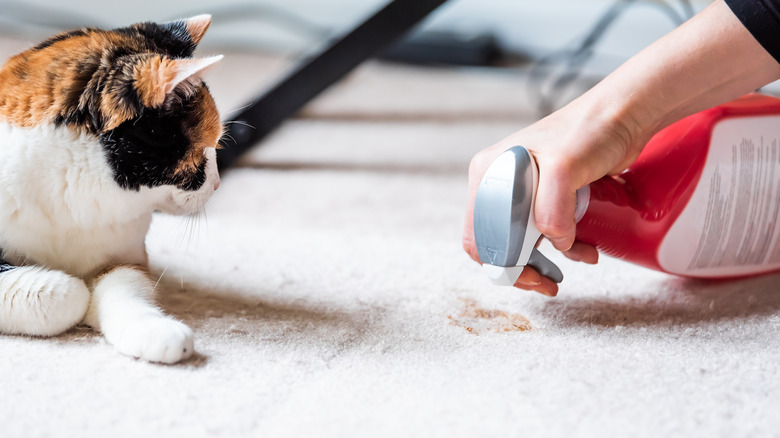 cat on white carpet