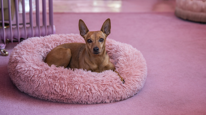 barbie pink bedroom carpeting 