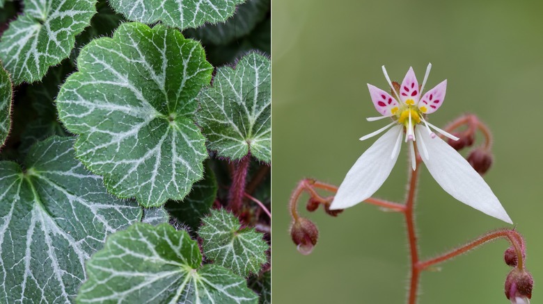 Split image showing the strawberry begonia leaves on the left and a closeup of the interesting flower on the right