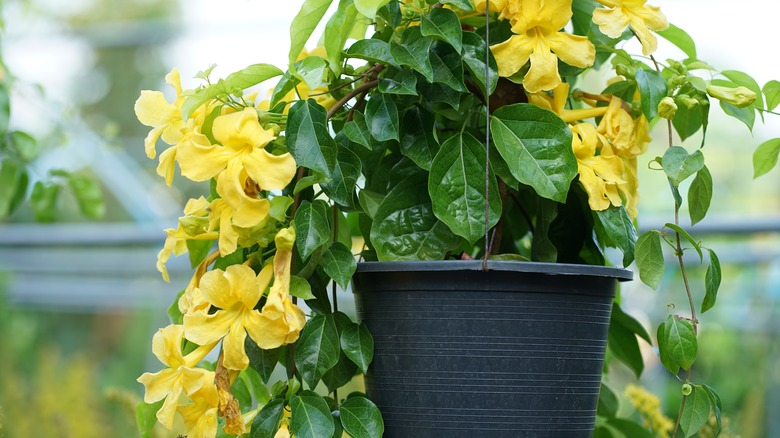 Cat's Claw vine growing in container