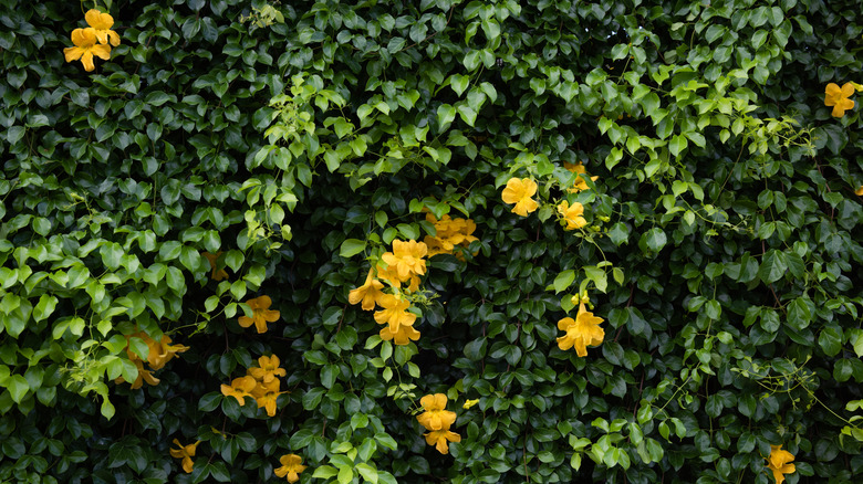 Cascading Cat's Claw vine