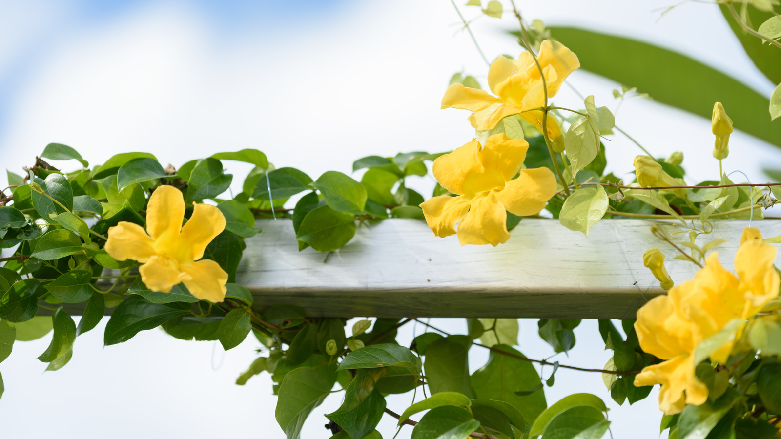 Cat's Claw Vine Has A Dark Side To Know About Before Growing It In Your  Garden