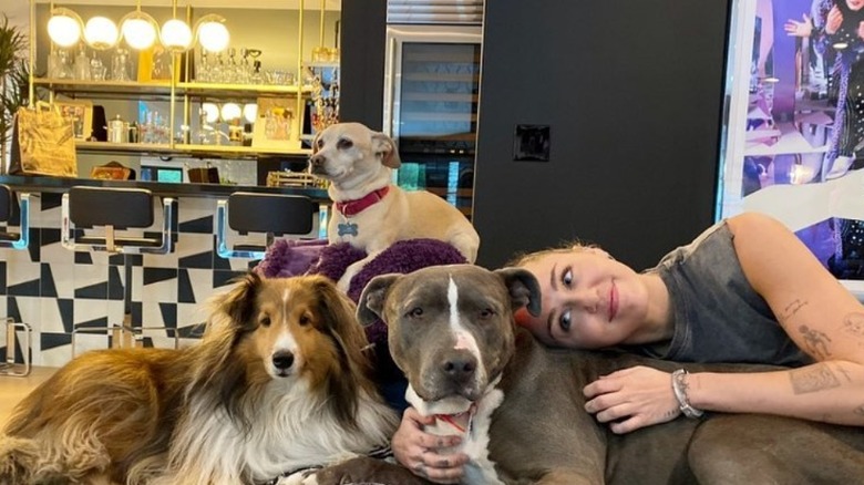 miley cyrus with dogs