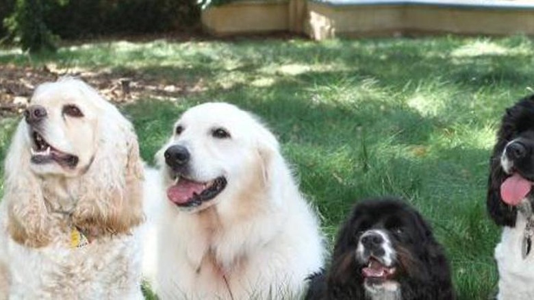 Oprah's dogs