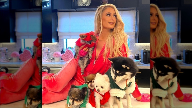 paris hilton with dogs