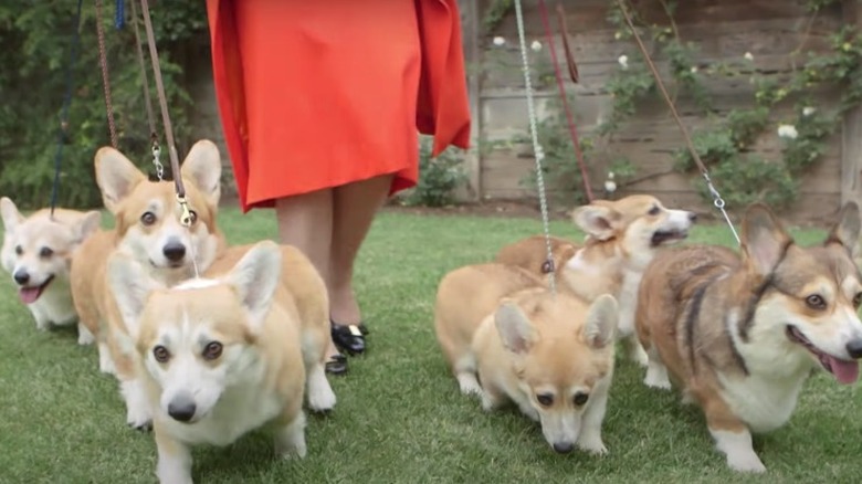 corgis on leashes