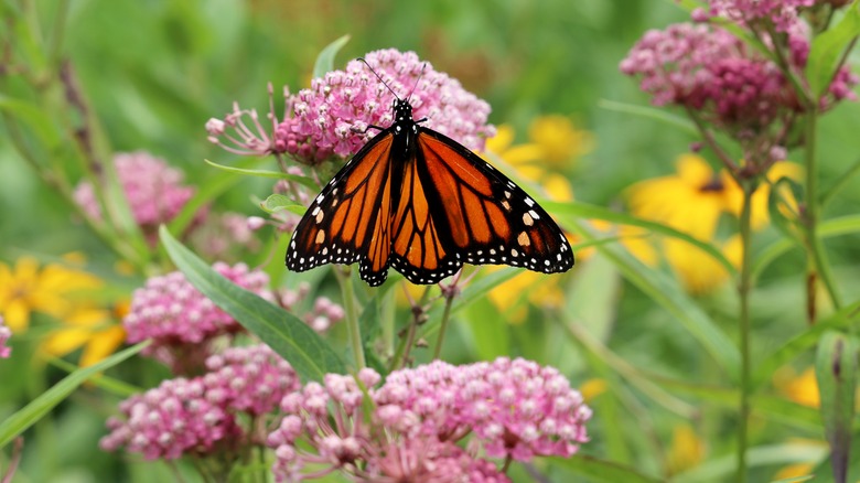 monarch on swamp milkweed