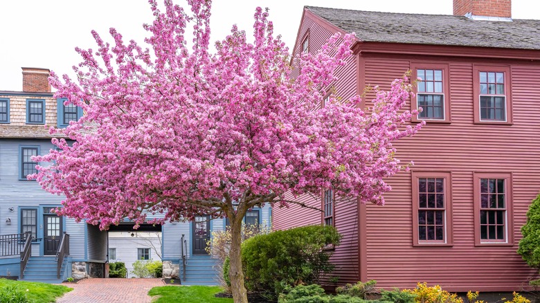 Eastern redbud in a lawn