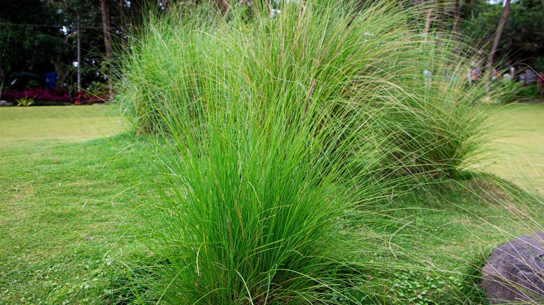 prarie dropseed in a landscape