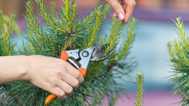 pruning a pine tree