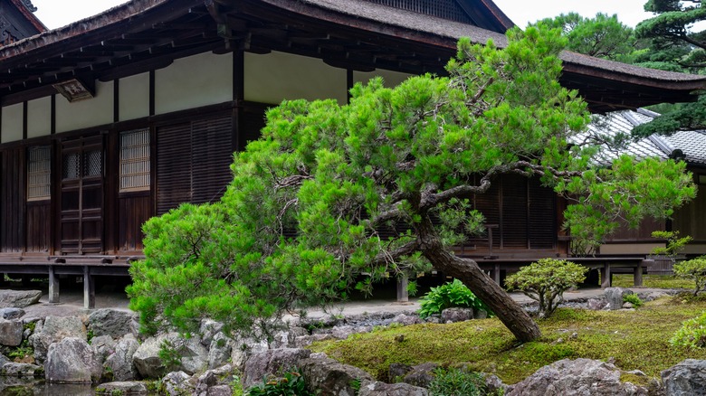 Japanese black pine tree