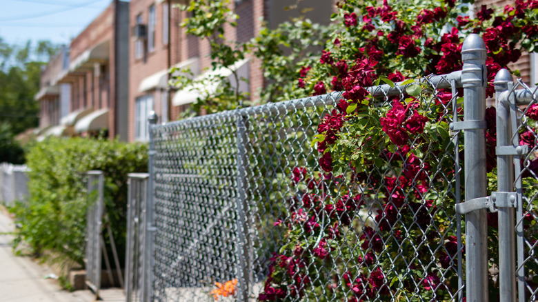 Brick home with a chain-link fence installed in front yard.