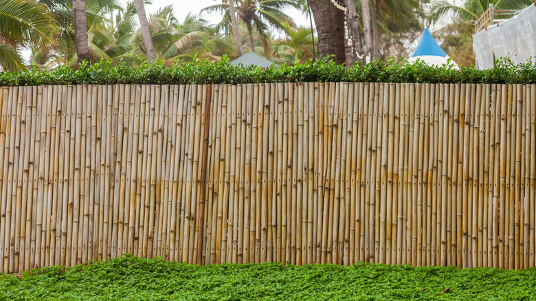 Bamboo fence in backyard