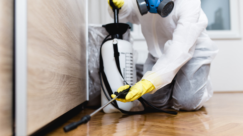 Exterminator treating home for spiders