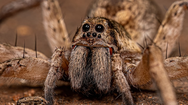 Close-up of wolf spider