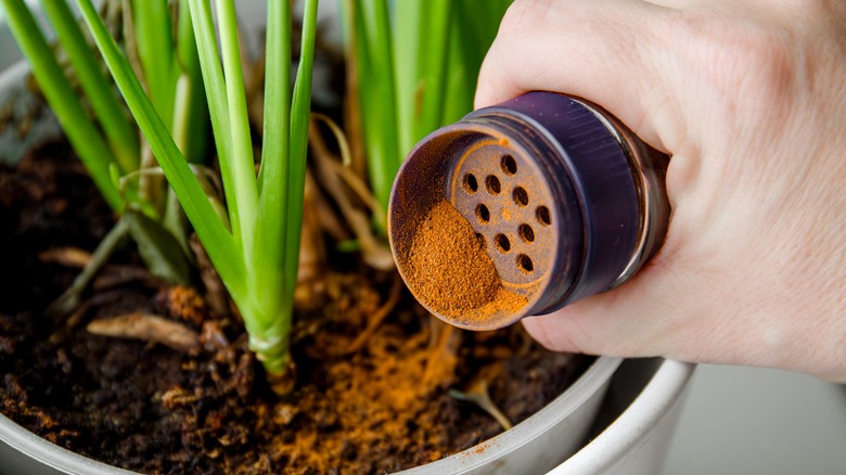 Sprinkling cinnamon in plant 