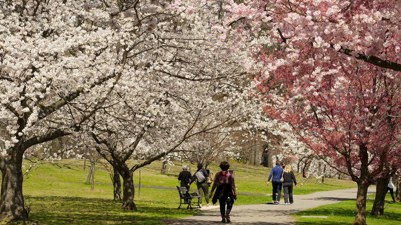 Cherry blossoms varieties in the park