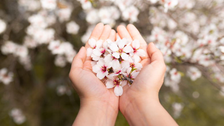Cherry blossoms cupped in hands