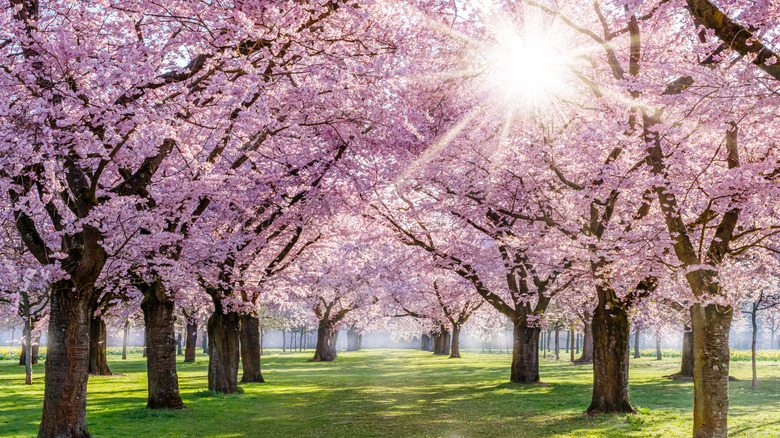  Cherry blossom trees in sunlight