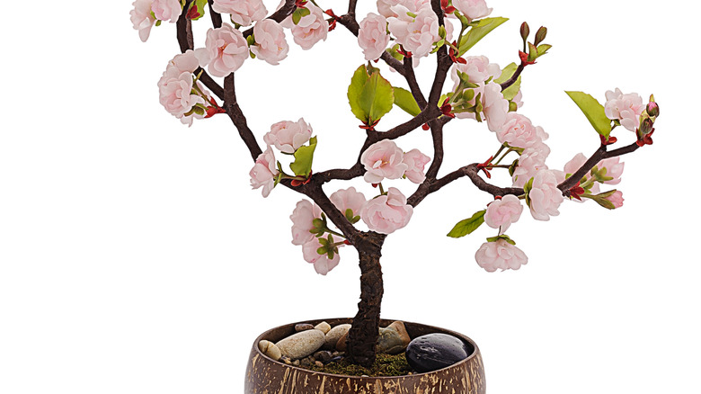 Potted cherry blossom tree