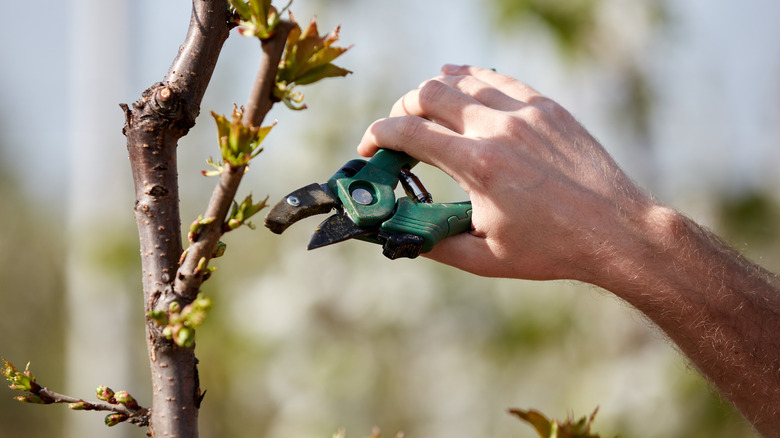 Pruning cherry tree outside