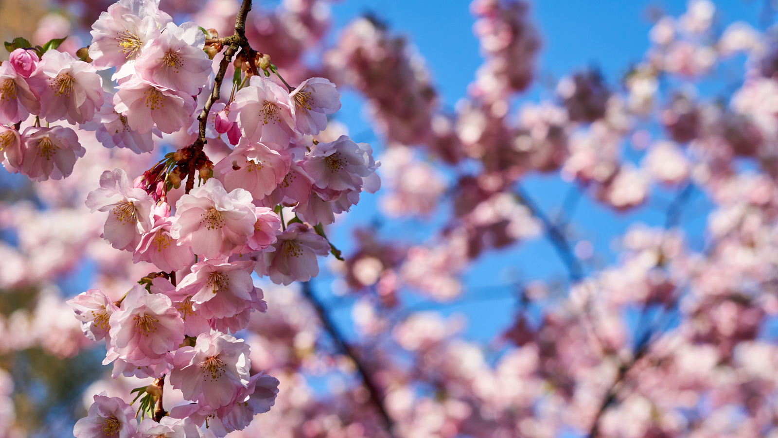 8 Cherry Blossom Varieties to See in Tokyo this Spring