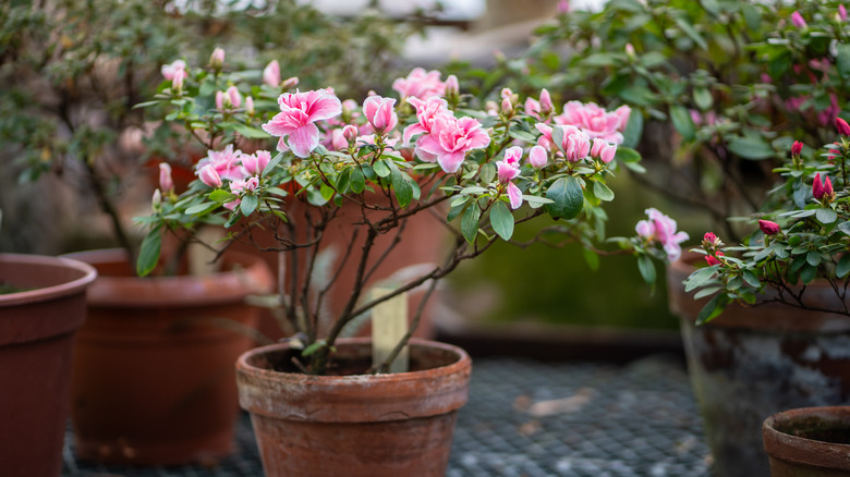 Flowering shrubs with pink azalea flowers.