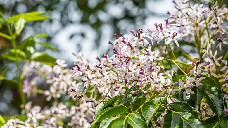 chinaberry tree