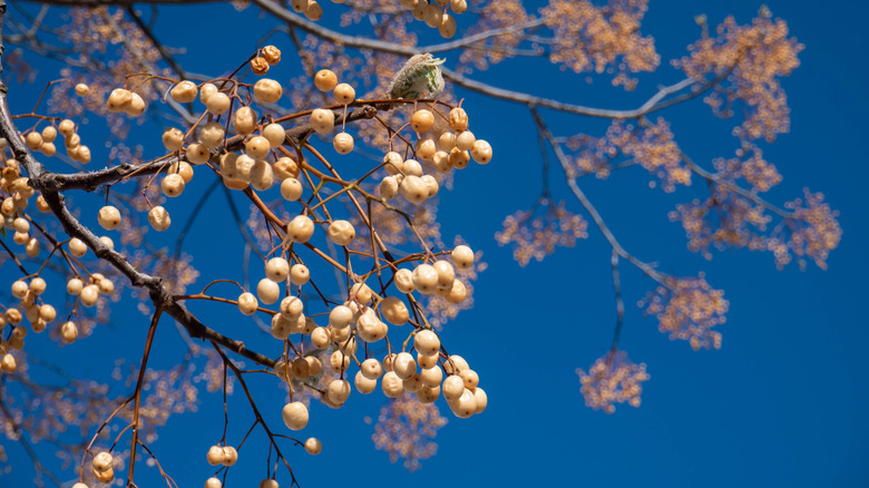 chinaberry tree berries