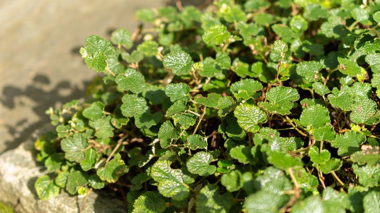 Rubus calycinoides