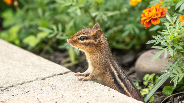 Chipmunk in garden