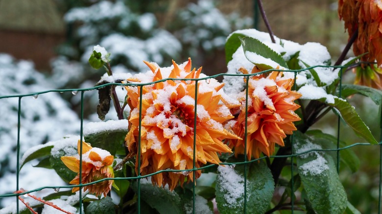 Large orange flowers wilting in the winter snow