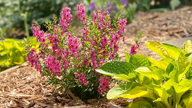 pink flowers in garden bed mulched with wood chips