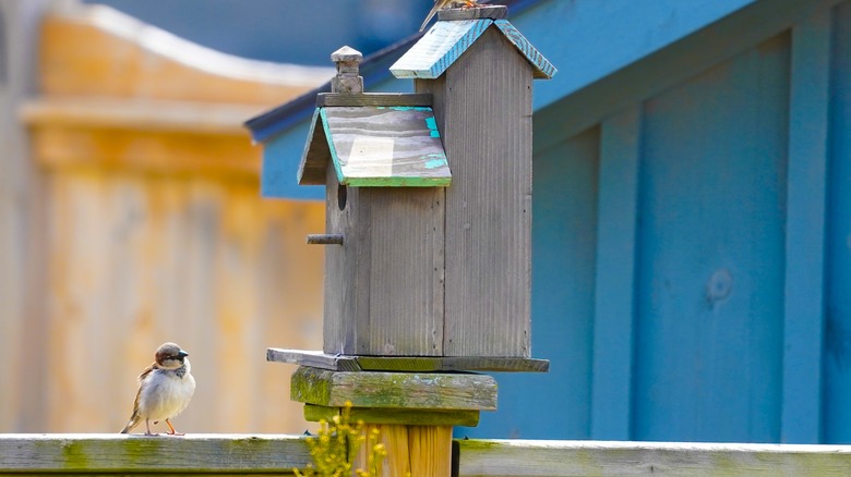 Birds sitting on a birdhouse