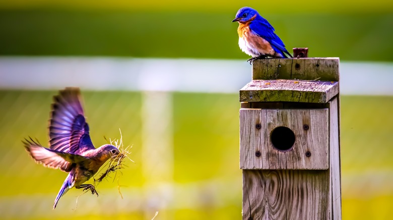 Colorful birds landing on a birdhouse