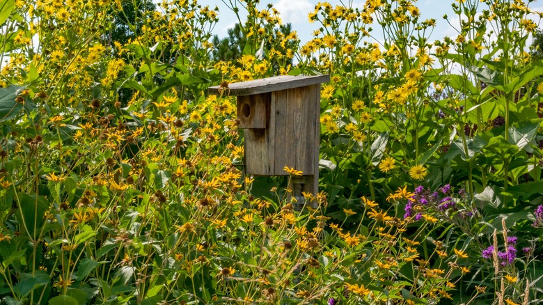 Birdhouse in a native plant garden