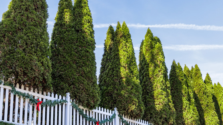 A row of evergreens lining a fence for privacy