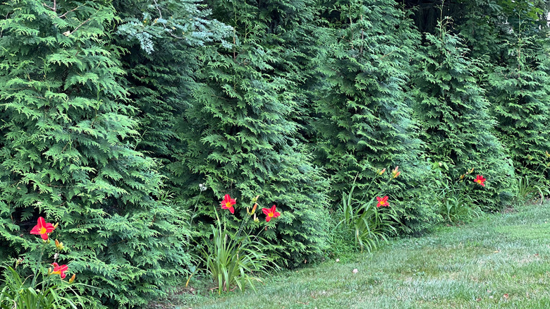 Thuja Green Giant trees forming a privacy barrier in a yard