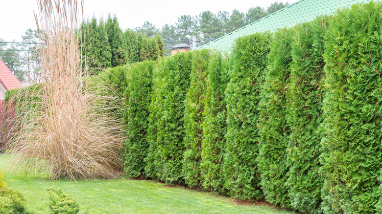 Tall, green privacy hedge made up of emerald green arborvitae trees