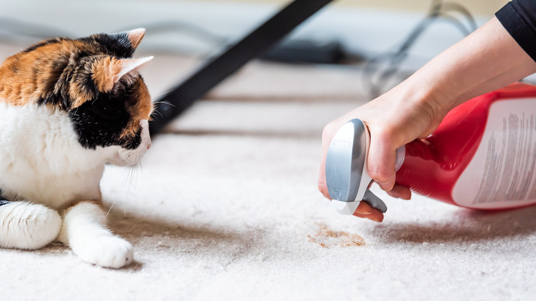 Person treating stain on white carpet