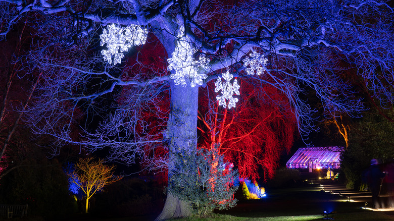 Red floodlights shining on tree